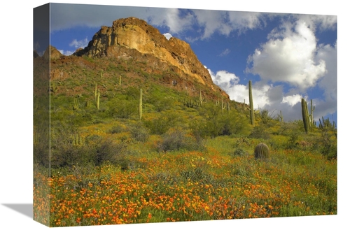 Global Gallery GCS-395948-1216-142 12 x 16 in. California Poppy & Sagu