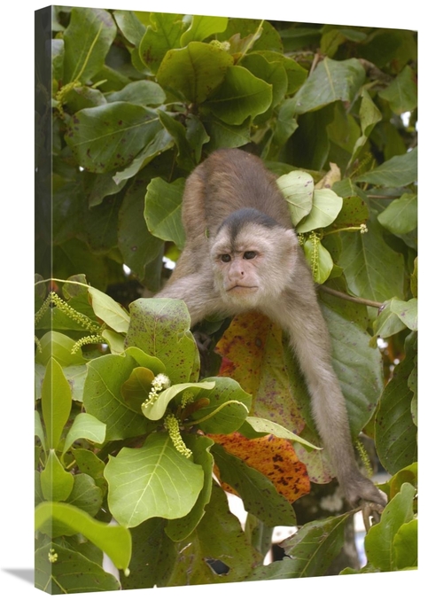 Global Gallery GCS-453085-2030-142 20 x 30 in. White-Fronted Capuchin 