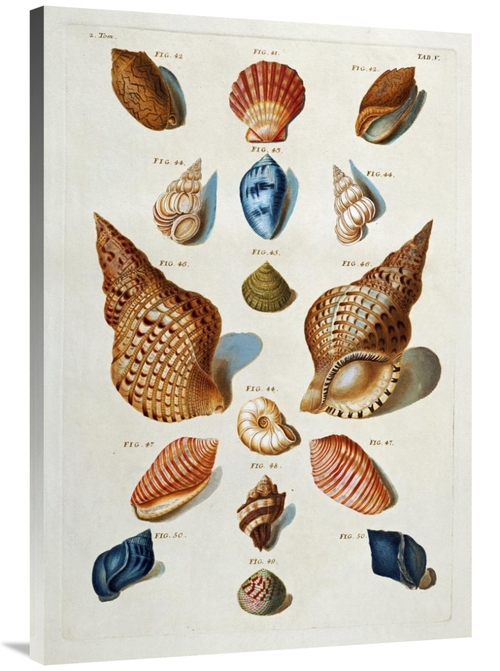 Global Gallery GCS-267096-40-142 40 in. A Selection of Seashells Art P