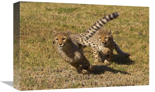 Global Gallery GCS-450865-1218-142 12 x 18 in. Cheetah Juveniles Playi