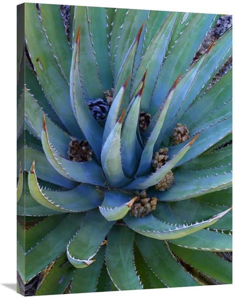 Global Gallery GCS-396181-2432-142 24 x 32 in. Agave Plants with Pine 