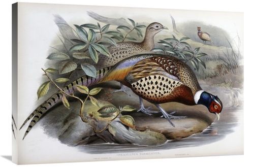 Global Gallery GCS-277752-36-142 36 in. Chinese Ring-Necked Pheasant A