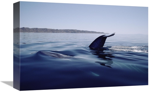 Global Gallery GCS-450607-1218-142 12 x 18 in. Blue Whale Tail, Se