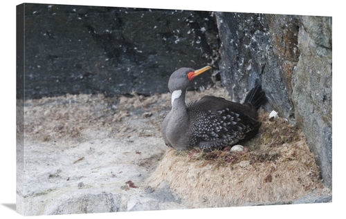 Global Gallery GCS-453655-2436-142 24 x 36 in. Red-Legged Cormorant In