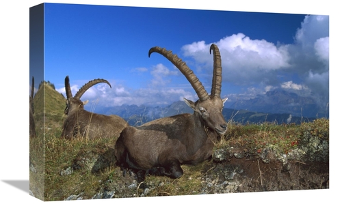 Global Gallery GCS-452627-1218-142 12 x 18 in. Alpine Ibex Males in th