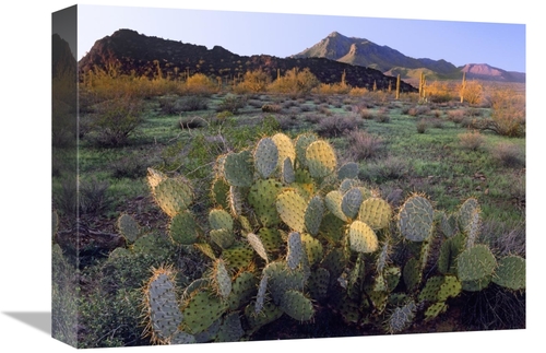 Global Gallery GCS-397107-1216-142 12 x 16 in. Beavertail Cactus with 