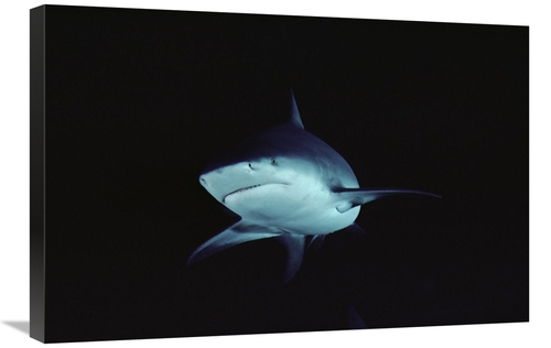 Global Gallery GCS-450656-2030-142 20 x 30 in. Bull Shark Underwater P