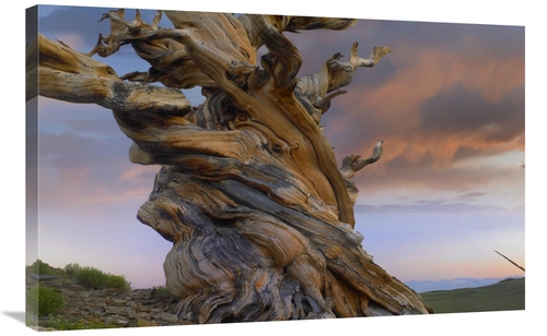 Global Gallery GCS-396963-2436-142 24 x 36 in. Foxtail Pine Tree, 