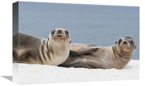 Global Gallery GCS-395625-1218-142 12 x 18 in. Galapagos Sea Lion Fema