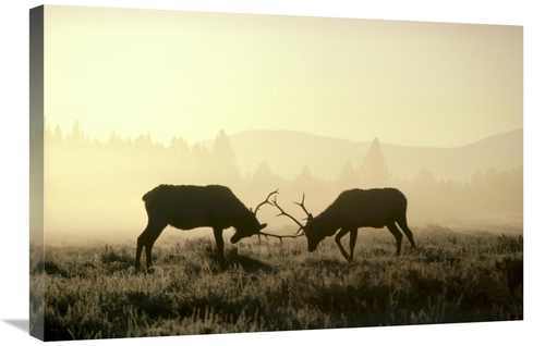 Global Gallery GCS-451862-2030-142 20 x 30 in. Elk Two Males Sparring 