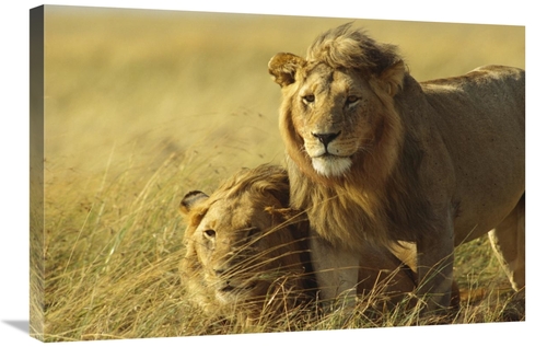 Global Gallery GCS-452764-2030-142 20 x 30 in. African Lion, Juven