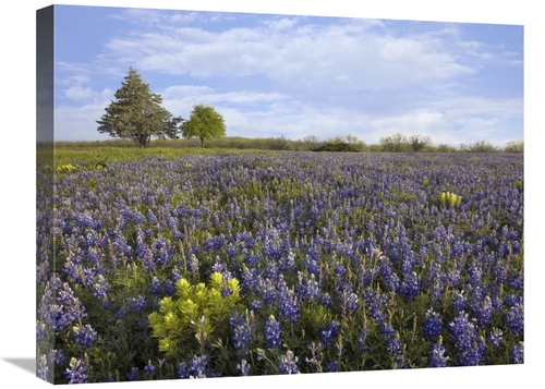 Global Gallery GCS-396484-1824-142 18 x 24 in. Bluebonnet & Lemon Pain