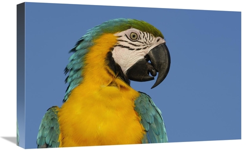 Global Gallery GCS-453227-1624-142 16 x 24 in. Blue & Yellow Macaw Por