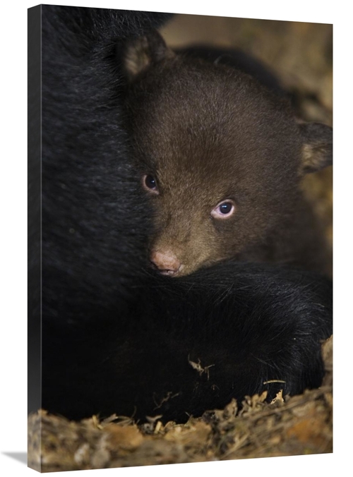 Global Gallery GCS-395805-2030-142 20 x 30 in. Black Bear 7 Week Old C