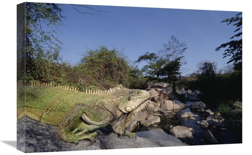 Global Gallery GCS-451525-1624-142 16 x 24 in. Green Iguana Northern A