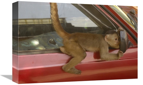 Global Gallery GCS-453087-1218-142 12 x 18 in. White-Fronted Capuchin 