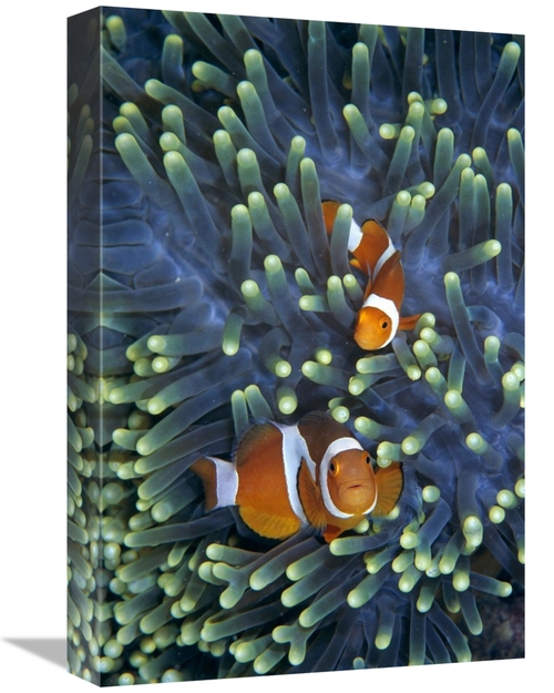 Global Gallery GCS-397707-1218-142 12 x 18 in. Clown Anemonefish Pair 