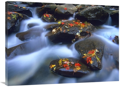 Global Gallery GCS-397109-3040-142 30 x 40 in. Autumn Leaves on Wet Bo