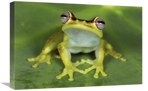 Global Gallery GCS-397636-1624-142 16 x 24 in. Treefrog At Night, 