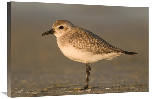 Global Gallery GCS-397340-2436-142 24 x 36 in. Black-Bellied Plover&#4