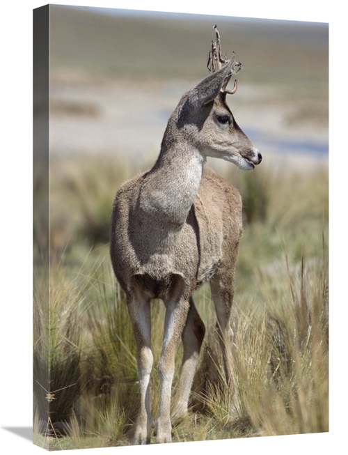 Global Gallery GCS-451467-1624-142 16 x 24 in. North Andean Huemul Buc