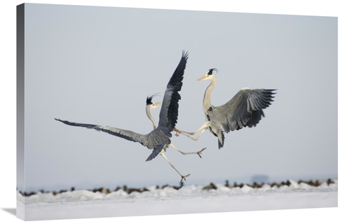 Global Gallery GCS-452603-2436-142 24 x 36 in. Grey Heron Pair Fightin