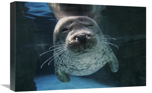 Global Gallery GCS-397699-1624-142 16 x 24 in. Spotted Seal, Japan