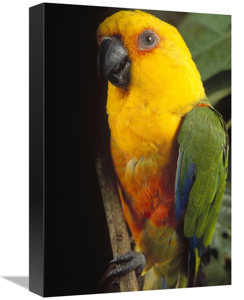 Global Gallery GCS-397693-1218-142 12 x 18 in. Yellow-Faced Parrot Por