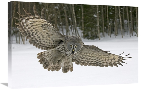 Global Gallery GCS-398260-2030-142 20 x 30 in. Great Grey Owl, Fin