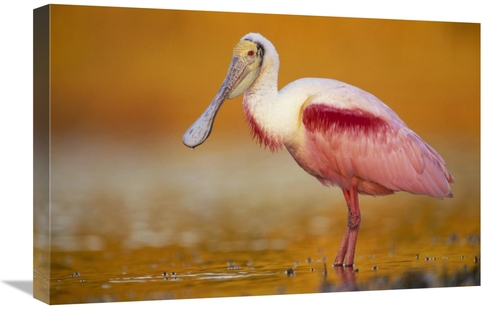 16 x 24 in. Roseate Spoonbill Adult in Breeding Plumage Standing in Go