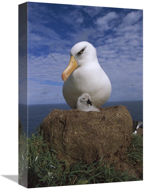 Global Gallery GCS-451821-1218-142 12 x 18 in. Campbell Albatross Pare