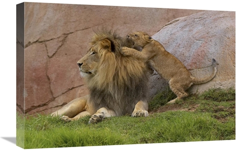 Global Gallery GCS-450880-1624-142 16 x 24 in. African Lion Cub Playin