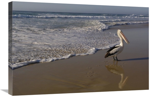 Global Gallery GCS-453096-2030-142 20 x 30 in. Australian Pelican on B