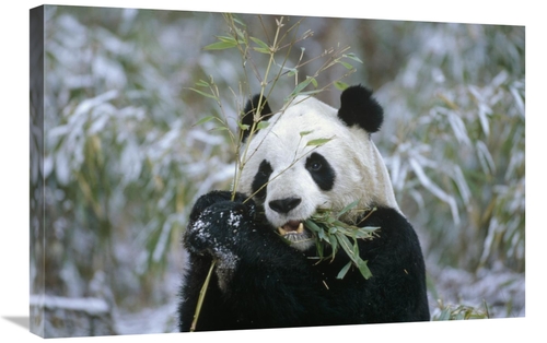 Global Gallery GCS-452301-2030-142 20 x 30 in. Giant Panda Eating Bamb