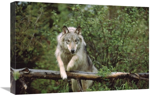 Global Gallery GCS-396200-1624-142 16 x 24 in. Timber Wolf Leaping Ove