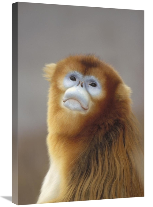 Global Gallery GCS-452285-2030-142 20 x 30 in. Golden Snub-Nosed Monke