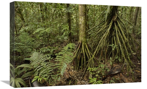 Global Gallery GCS-453174-1624-142 16 x 24 in. Stilt Roots on the Rain