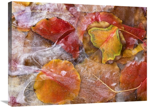 24 x 32 in. Cottonwood Frozen Leaves, North America Art Print - Ti