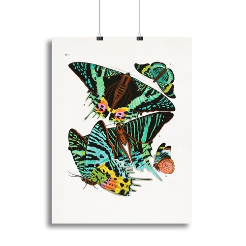 Butterflies Part 7 Canvas Print or Poster