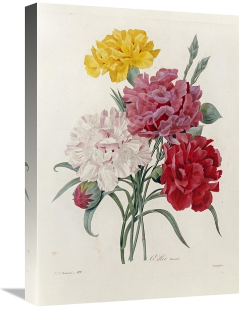 Global Gallery GCS-267092-22-142 22 in. Carnations Art Print - Pierre 
