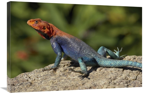 Global Gallery GCS-450884-2436-142 24 x 36 in. Red-Headed Rock Agama M