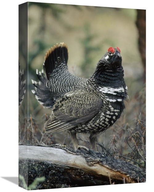 Global Gallery GCS-451853-1218-142 12 x 18 in. Spruce Grouse Male Cour