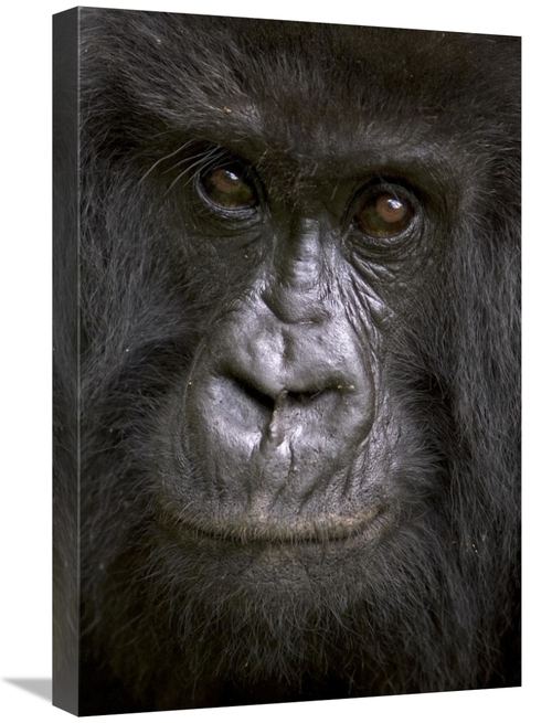 Global Gallery GCS-395338-1624-142 16 x 24 in. Mountain Gorilla Female