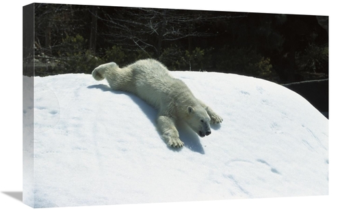 Global Gallery GCS-450827-1624-142 16 x 24 in. Polar Bear Sliding Down