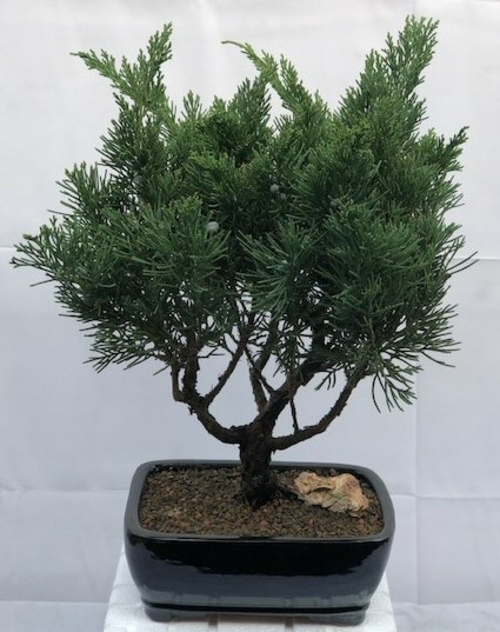 Juniper Bonsai Tree- Large (Juniperus Chinensis parsonii)