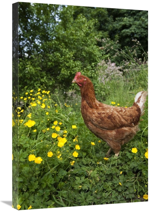 Global Gallery GCS-397492-2030-142 20 x 30 in. Domestic Chicken, F