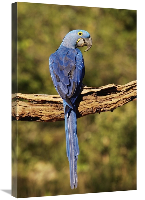 Global Gallery GCS-453152-2030-142 20 x 30 in. Hyacinth Macaw Perched 