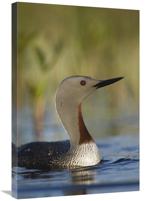 Global Gallery GCS-451944-2030-142 20 x 30 in. Red-Throated Loon in Br