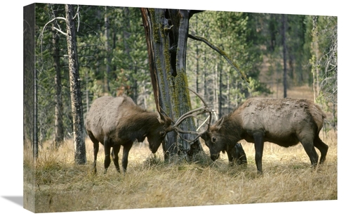 Global Gallery GCS-451863-1624-142 16 x 24 in. Elk Two Males Sparring&