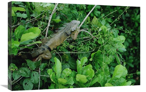 Global Gallery GCS-450707-2030-142 20 x 30 in. Green Iguana Sunning on